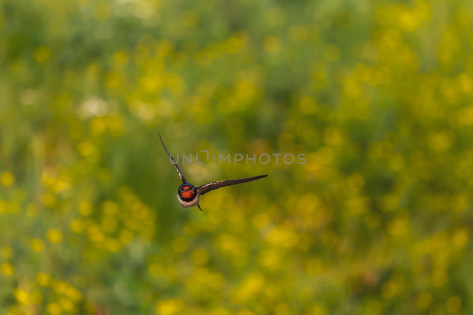 swallow spreading its wings flies over a flowering field , beauty of nature