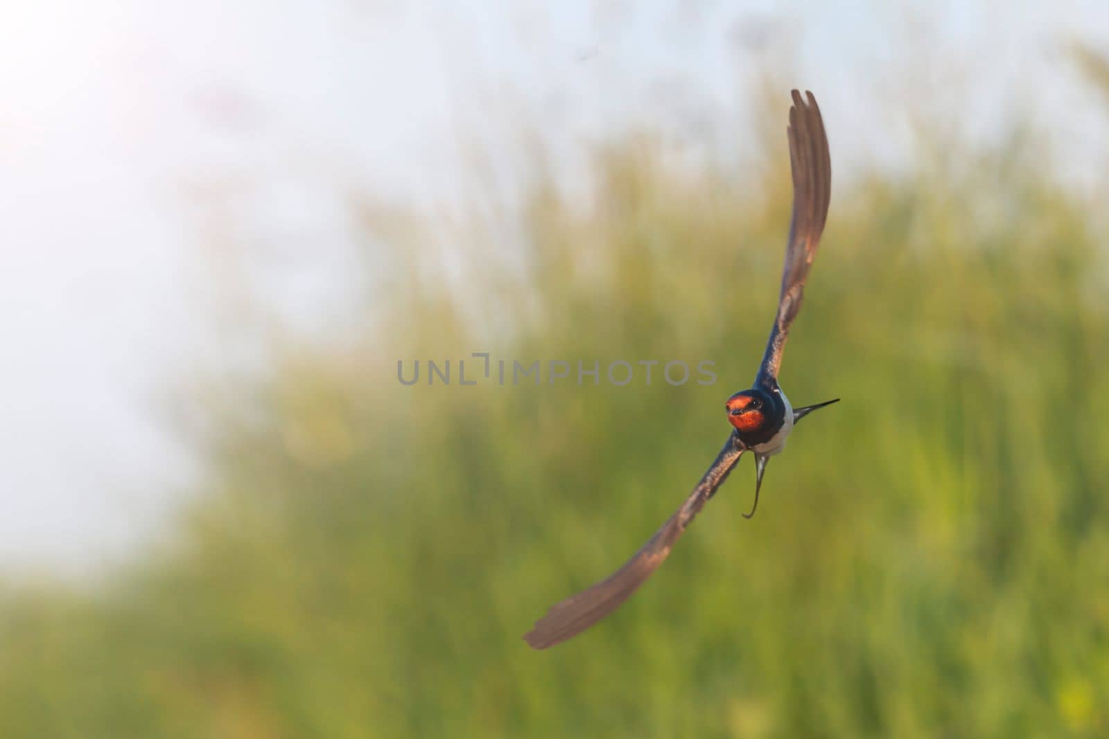 swallow spreading its wings flies , beauty of nature
