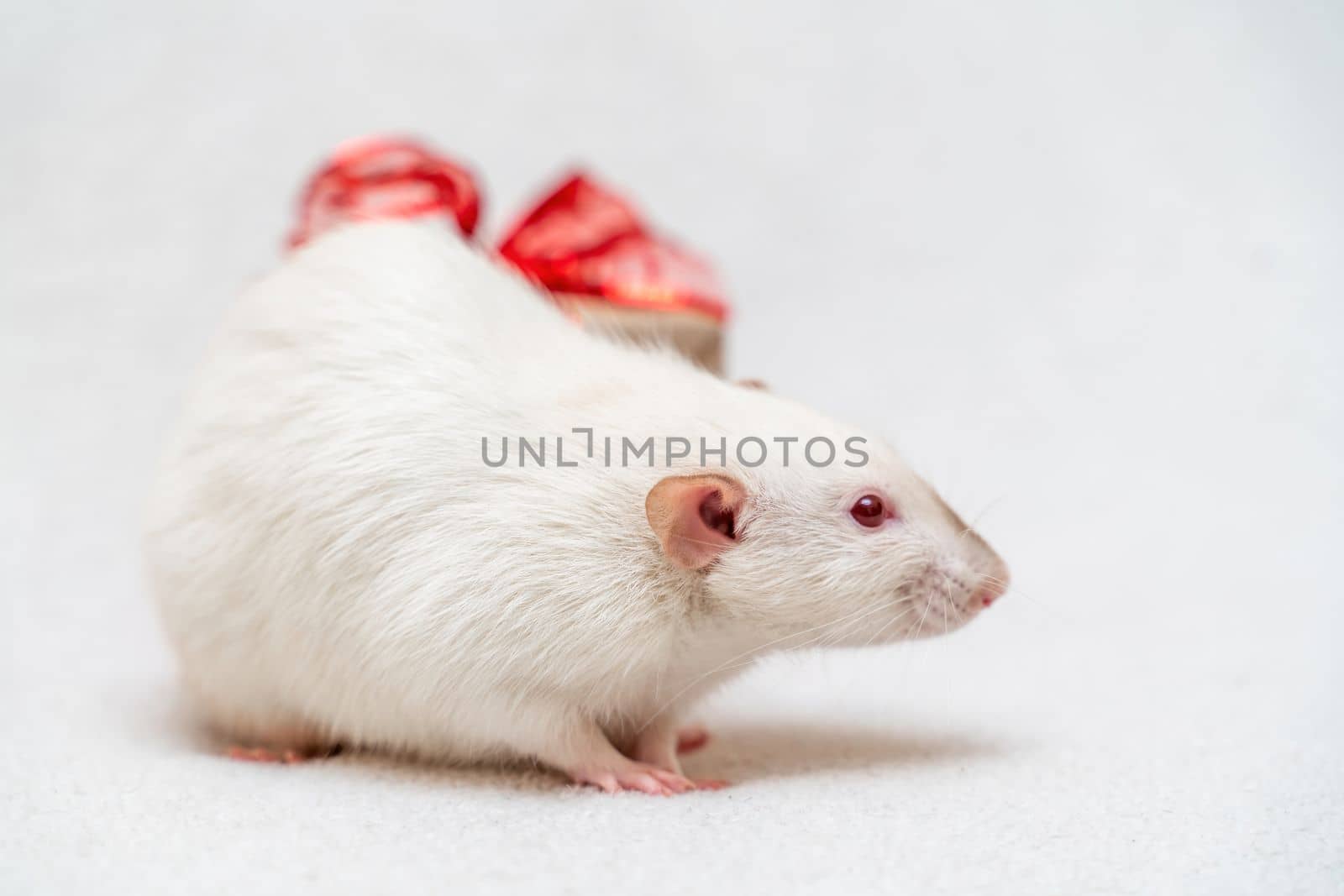 White rat gift. The rat sits on a white carpet with a gift box with a red ribbon