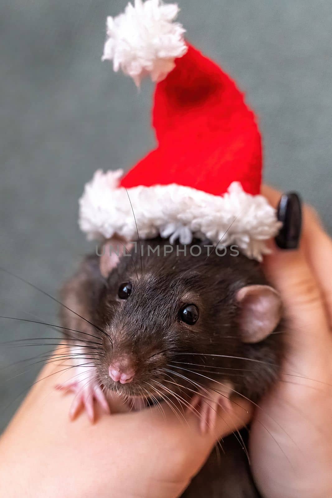 Rat Santa hat. Symbol of the Chinese New Year. Funny black rat Dumbo in a red santa checker on a green background. by Matiunina