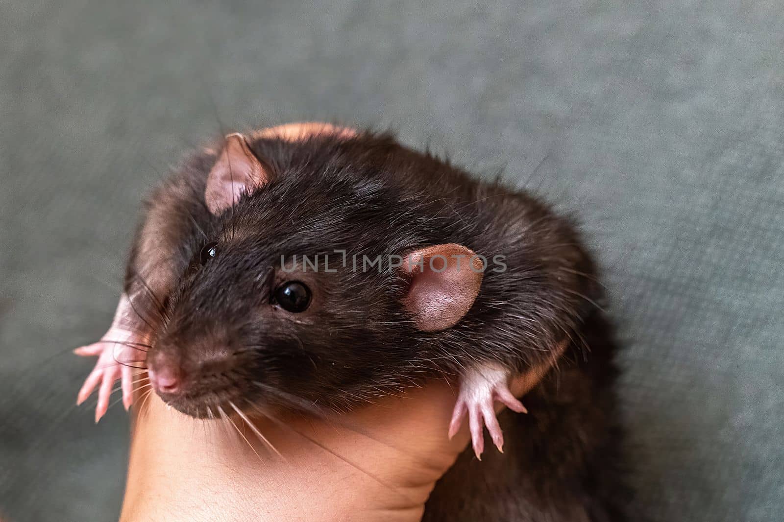 Rat Santa hat. Symbol of the Chinese New Year. Funny black rat Dumbo in a red santa checker on a green background