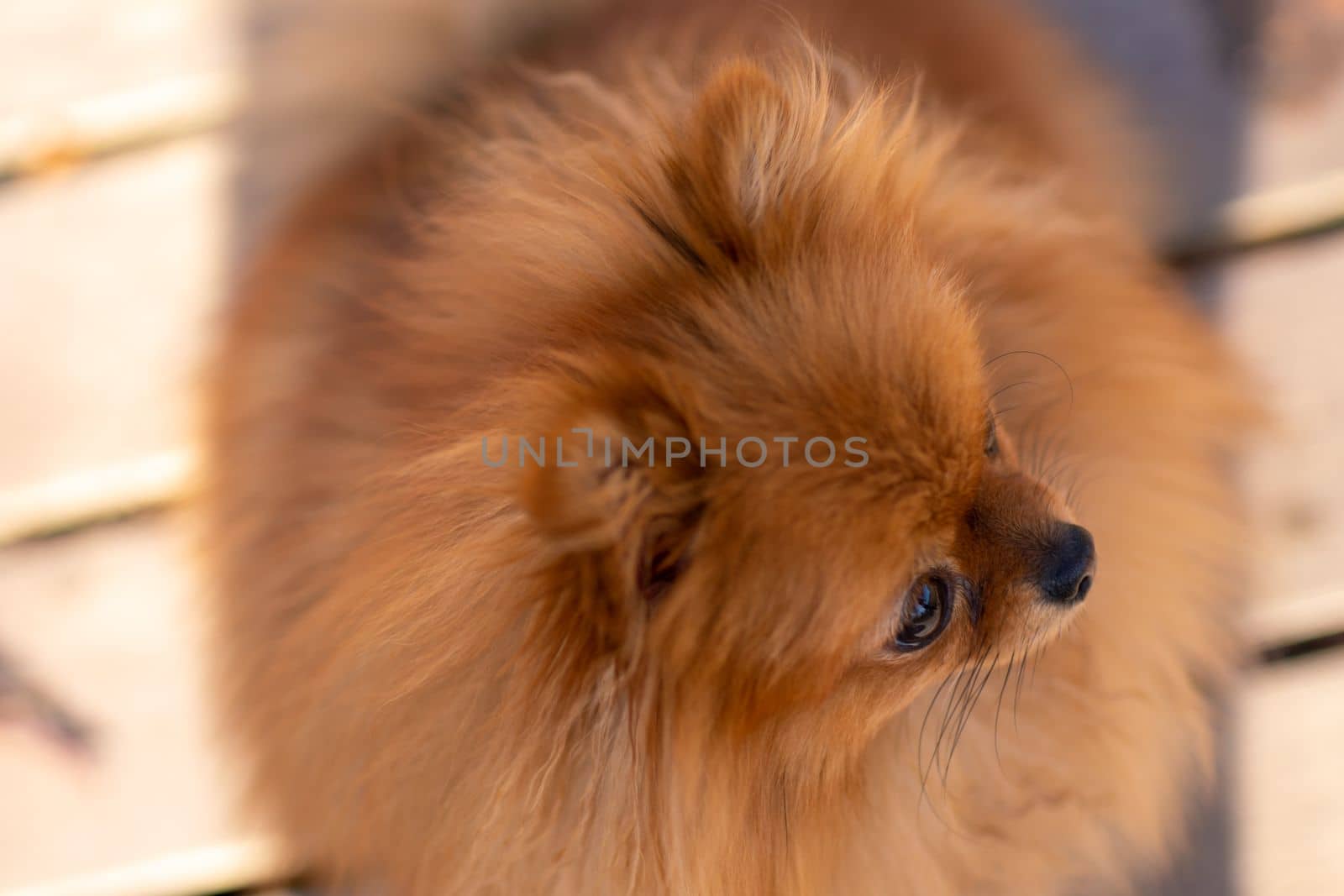 Mini pomeranian walks in the park. Pomeranian on a walk in the autumn park. Dog on the street