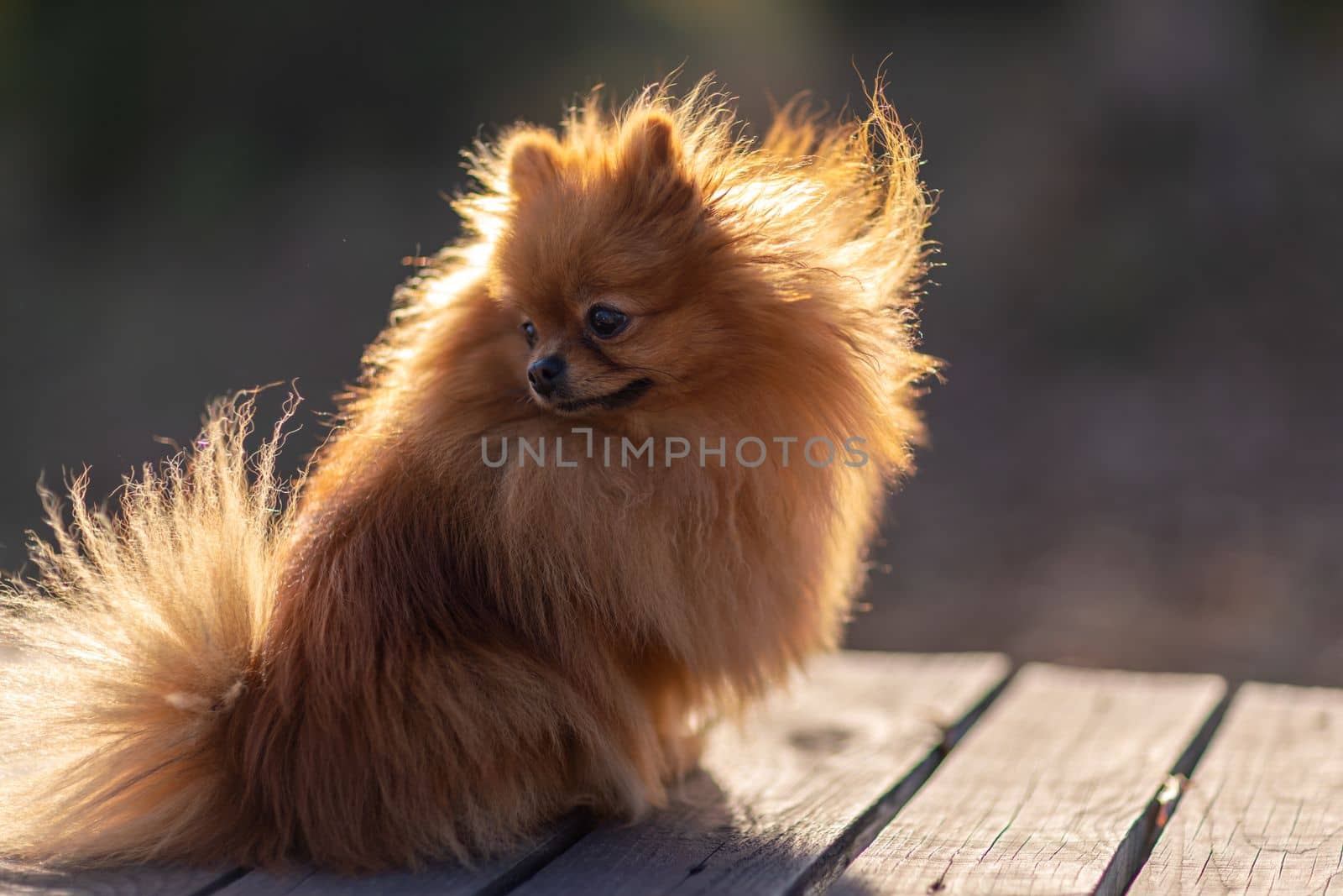 Mini pomeranian walks in the park. Pomeranian on a walk in the autumn park. Dog on the street