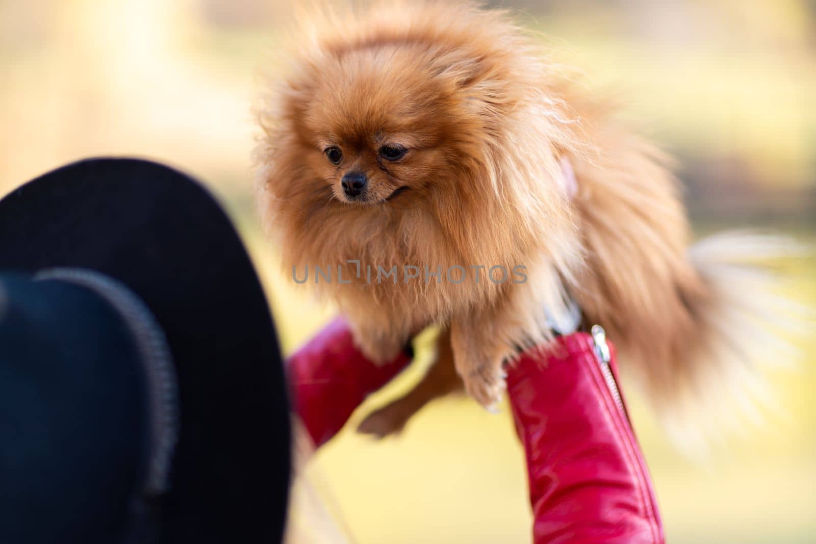 Pomeranian holding hands. A young woman holds a Pomeranian mini-pomeranian in her arms while walking through an autumn park. A woman wearing a red jacket and a black hat