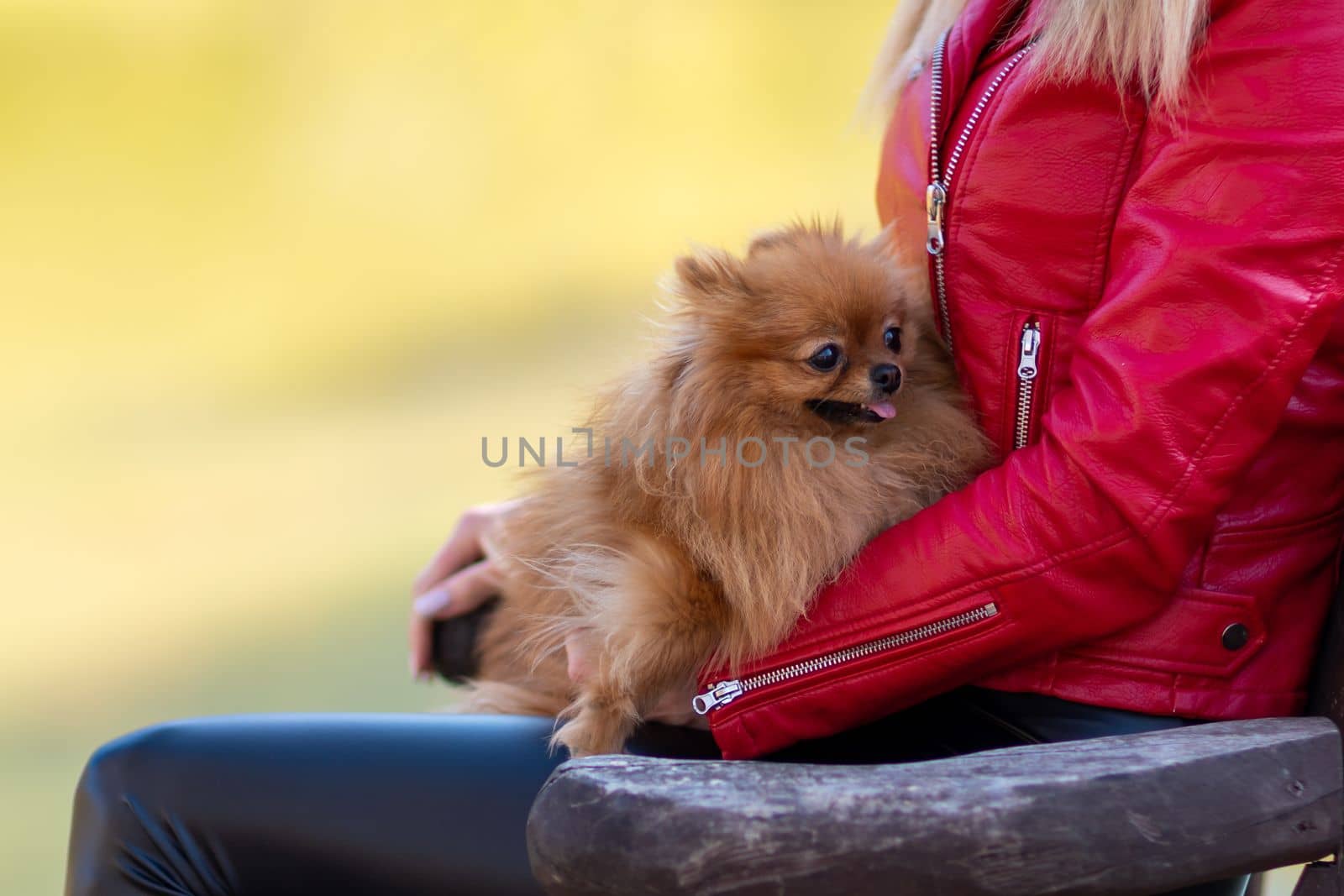 Pomeranian holding hands. A young woman holds a Pomeranian mini-pomeranian in her arms while walking through an autumn park. A woman dressed in a red jacket and black leather pants