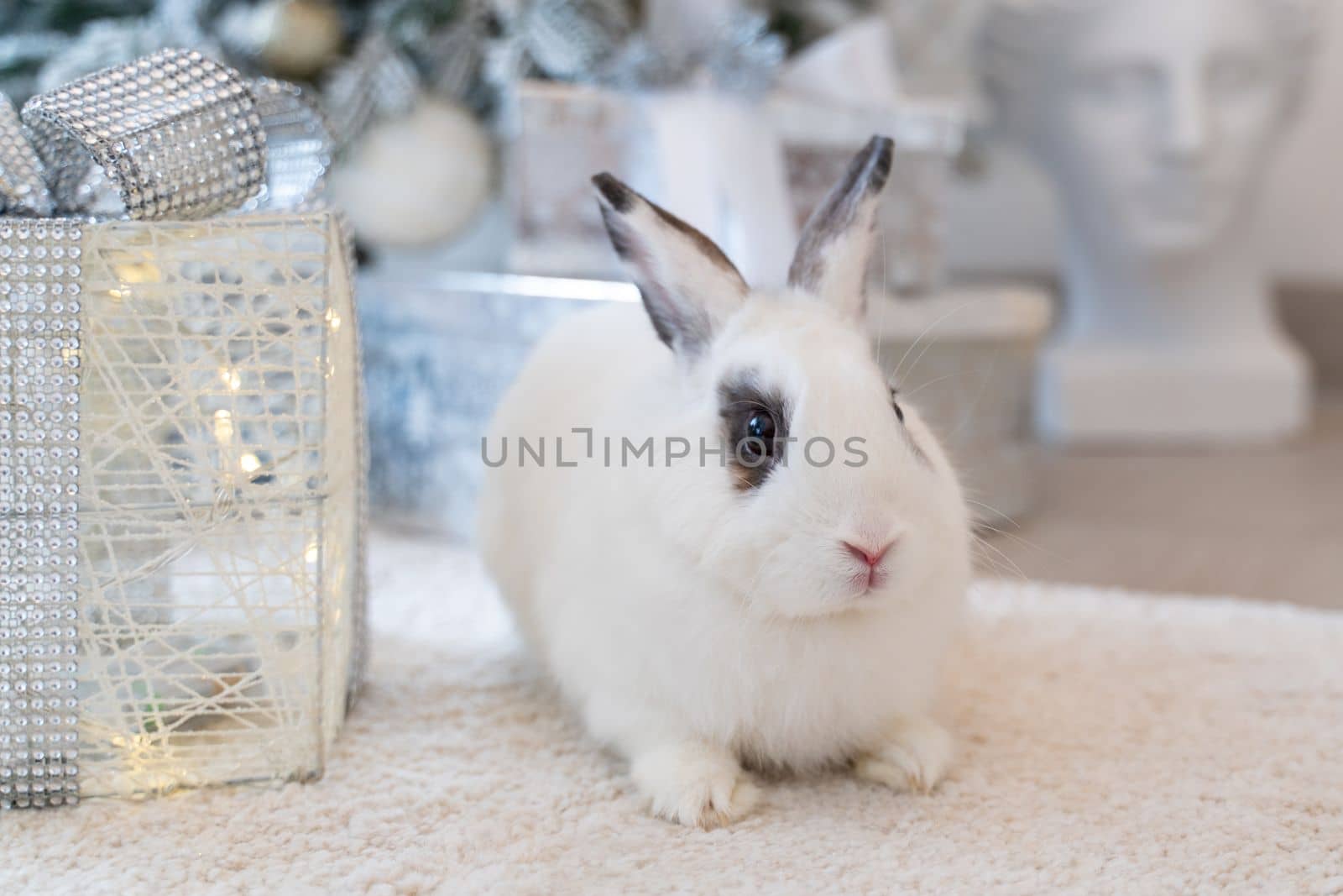 White rabbit with a gift under the tree as a symbol of the new year 2023