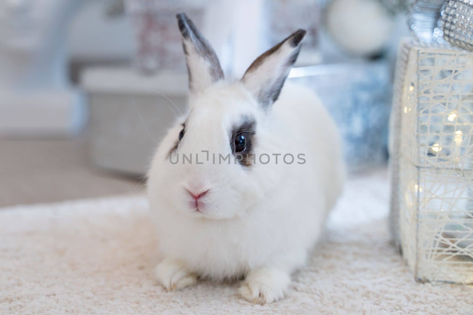 White rabbit with a gift under the tree as a symbol of the new year 2023