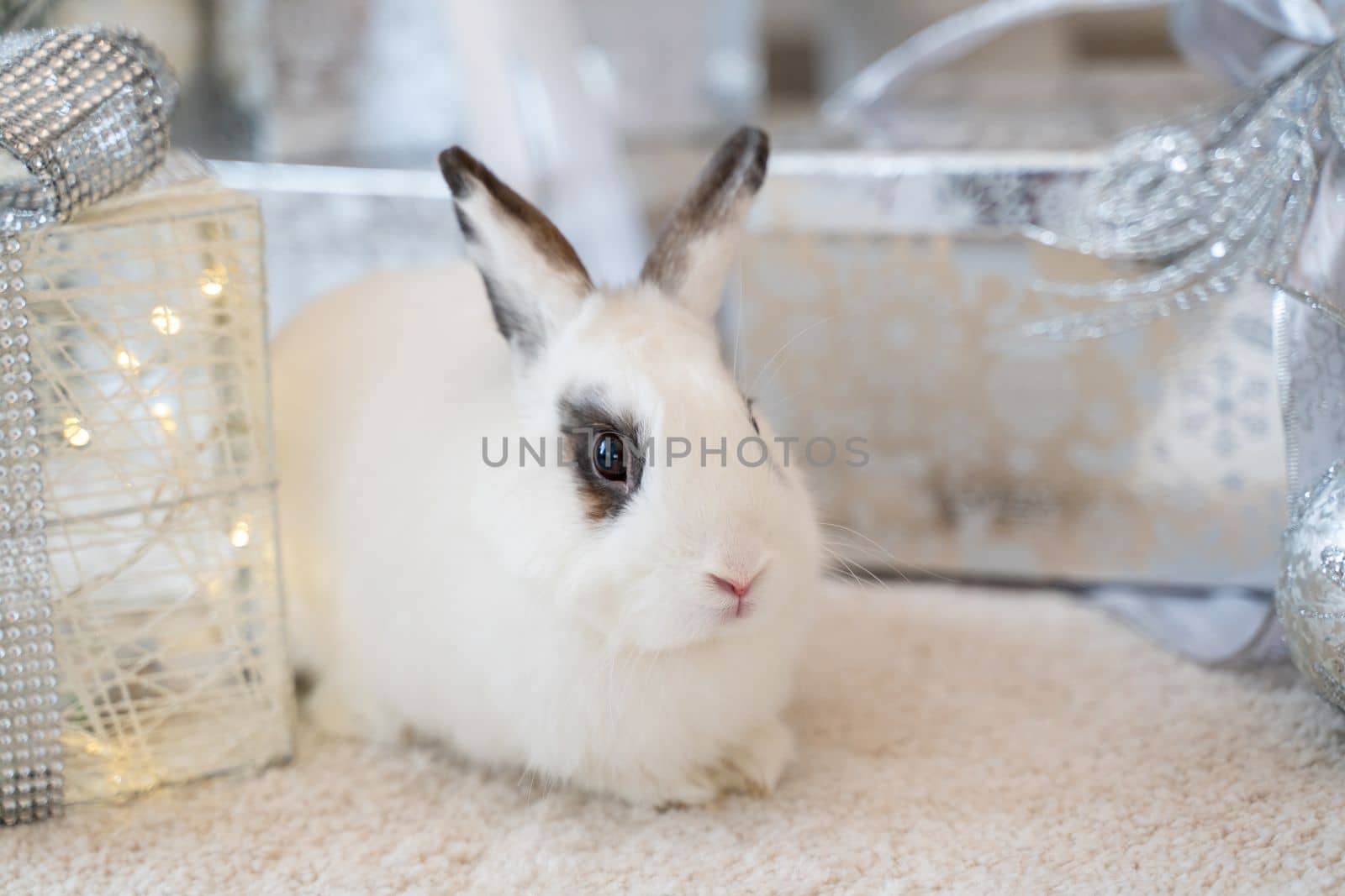 White rabbit with a gift under the tree as a symbol of the new year 2023