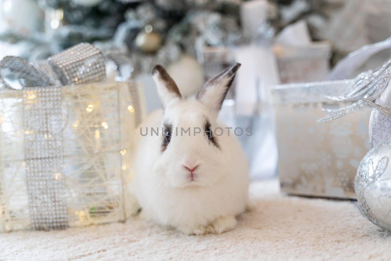 White rabbit with a gift under the tree as a symbol of the new year 2023