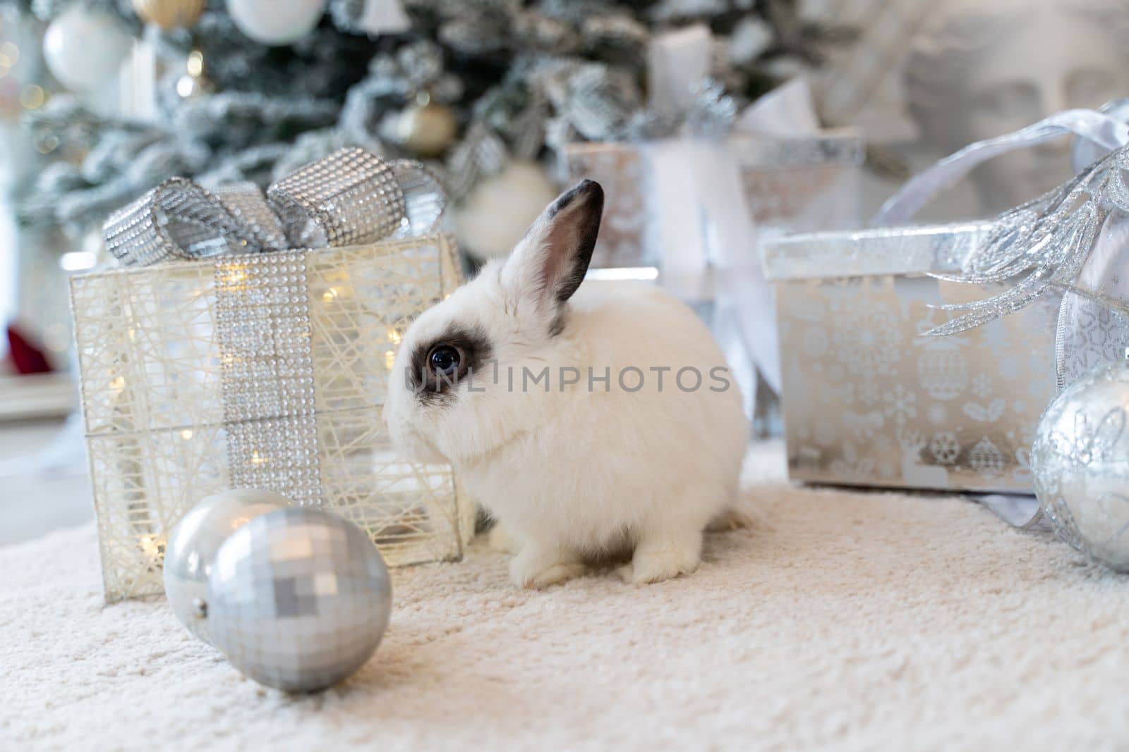 White rabbit with a gift under the tree as a symbol of the new year 2023