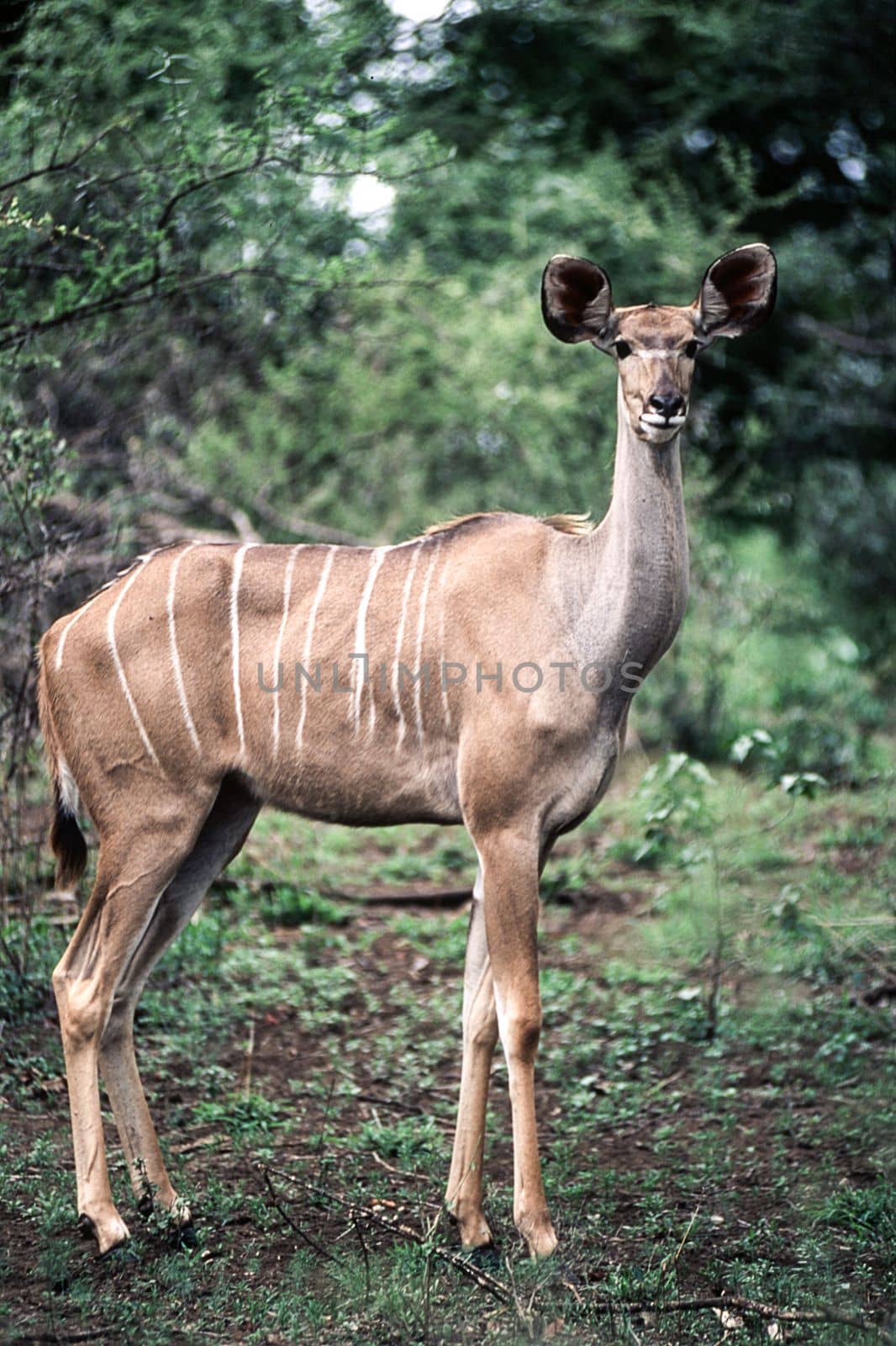Kudu (Tragelaphus strepsiceros) , Kruger National Park, mpumalanga, south africa