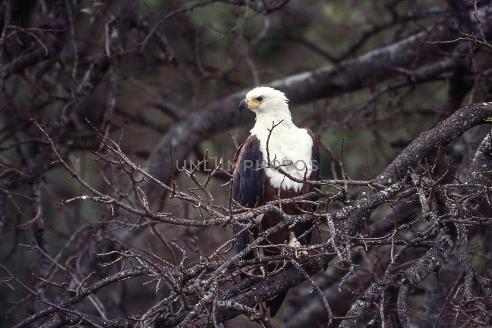 African Fish Eagle (Haliaeetus vocifer), Kruger National Park, Mpumalanga, South Africa