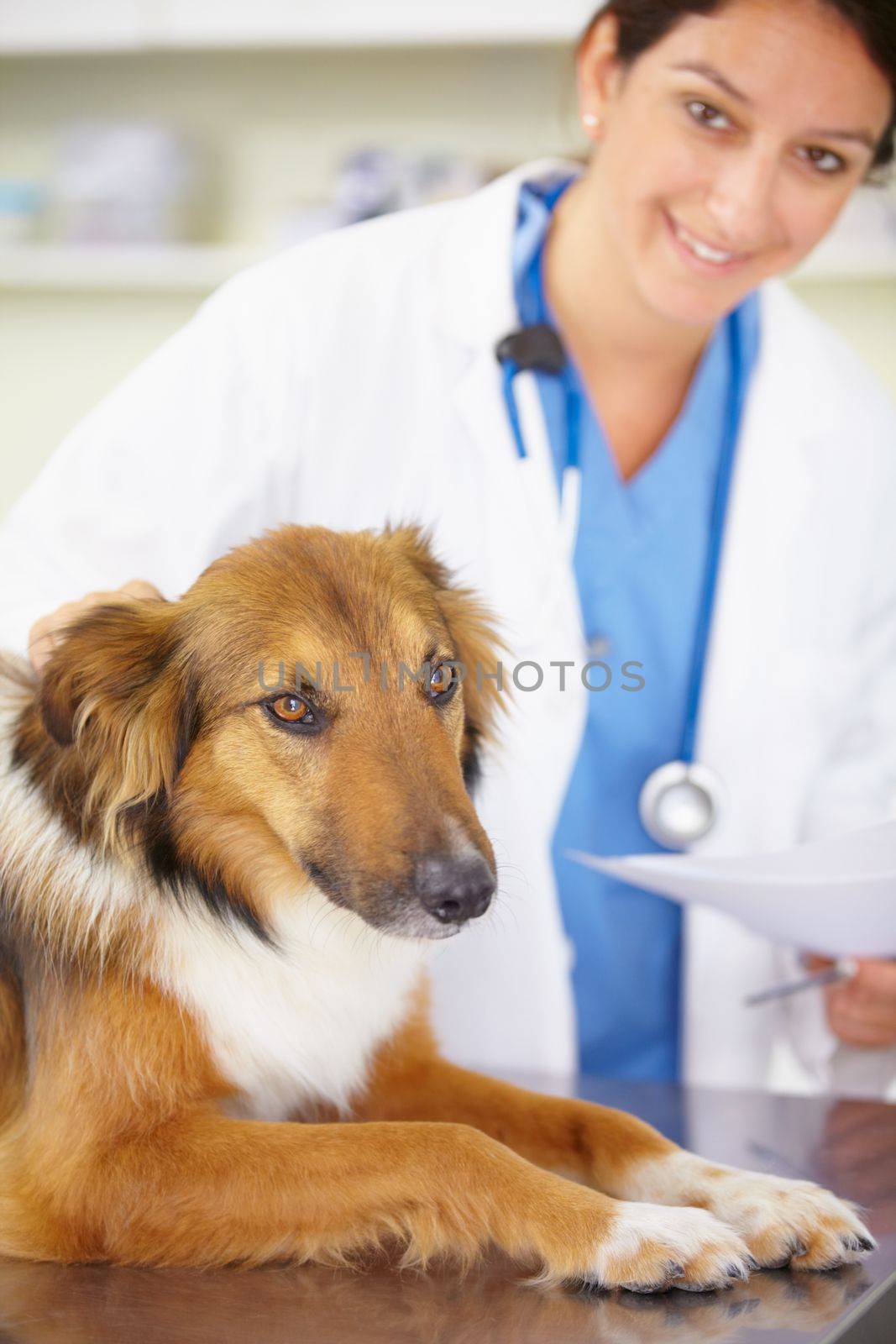 In for a check-up. Portrait of a vet examining a collie lying on an examination table. by YuriArcurs