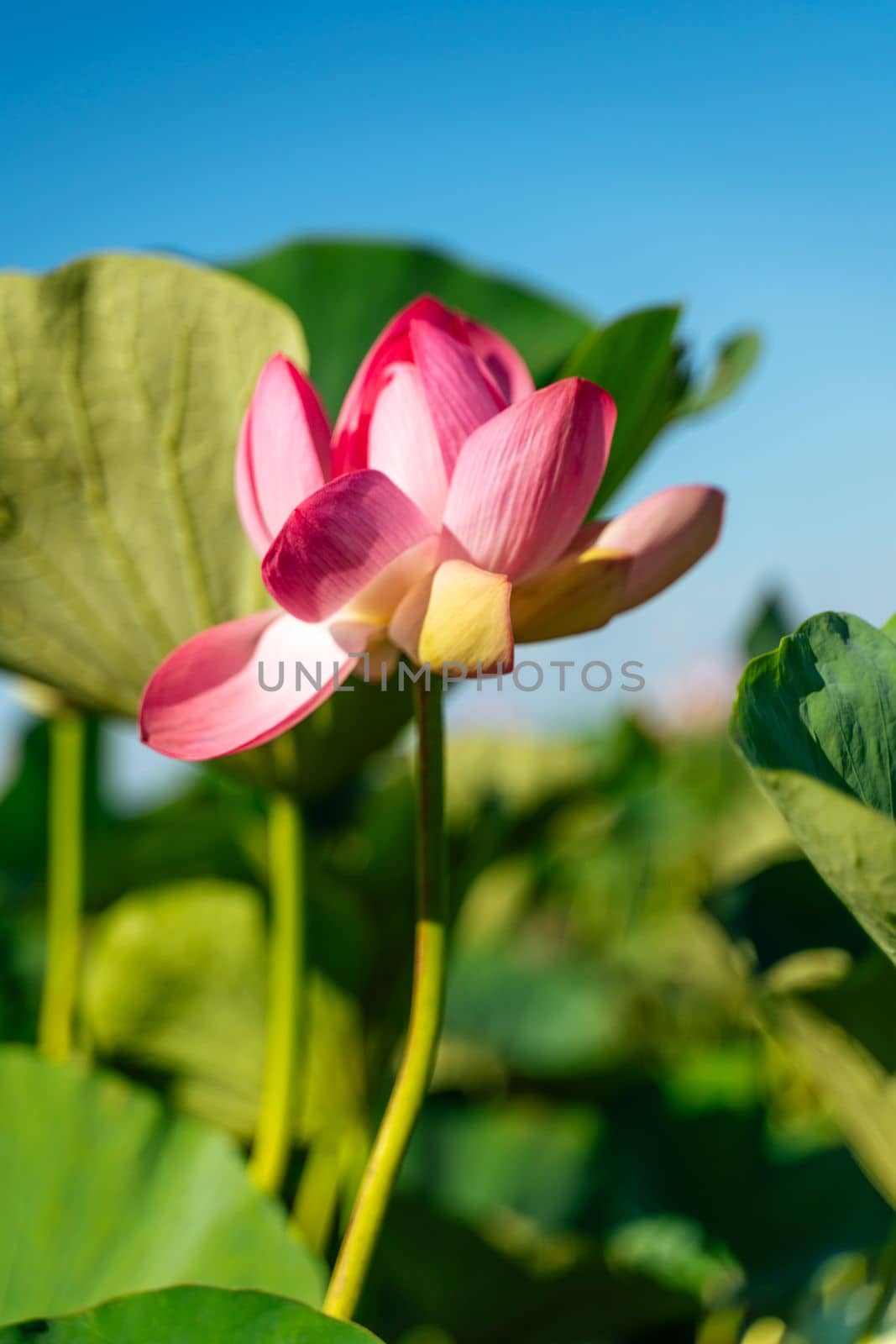 A pink lotus flower sways in the wind, Nelumbo nucifera. Against the background of their green leaves. Lotus field on the lake in natural environment. by Matiunina