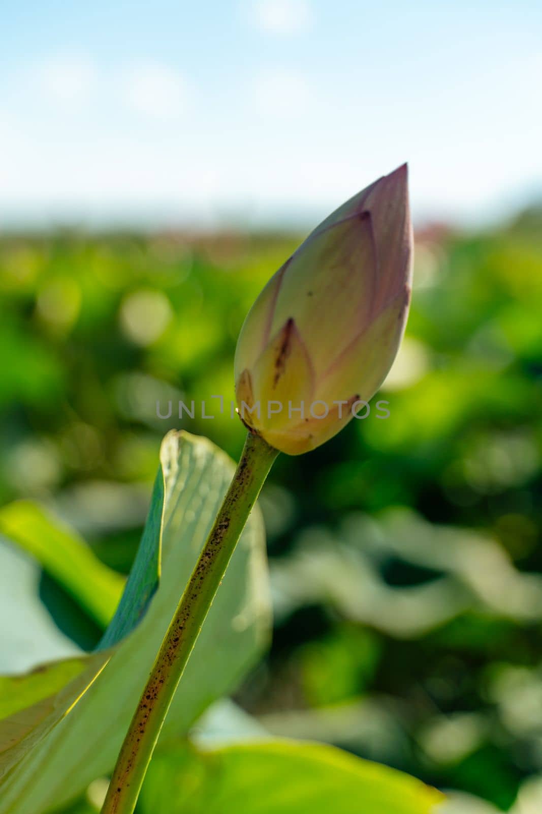 A pink lotus flower sways in the wind, Nelumbo nucifera. Against the background of their green leaves. Lotus field on the lake in natural environment