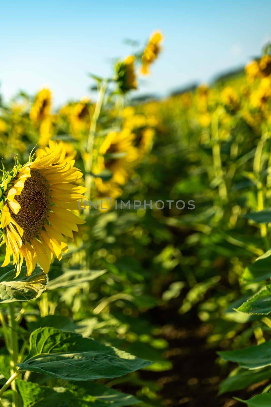 Sunflower flower on agriculture field, growing sunflower for production. by Matiunina