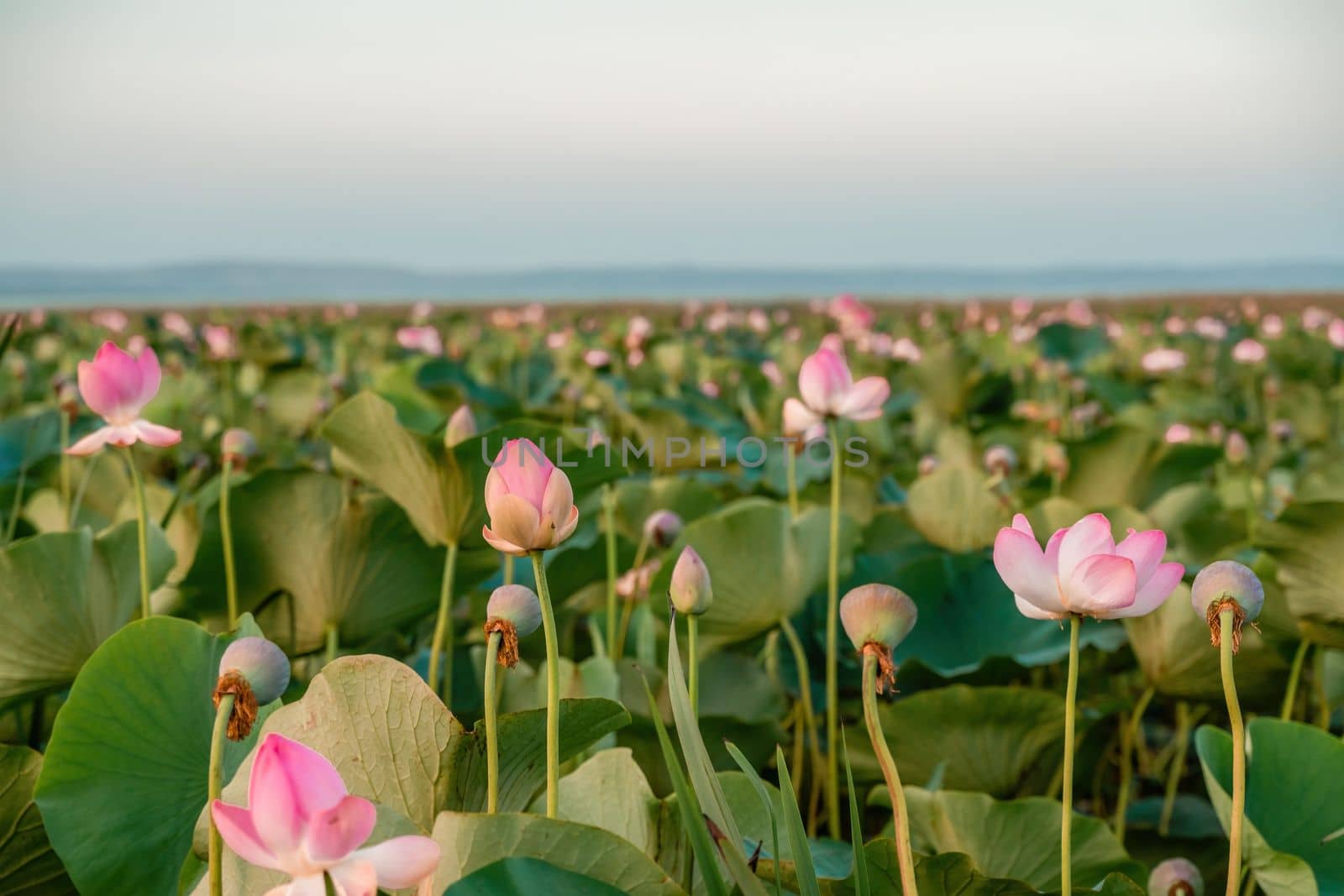 Sunrise in the field of lotuses, Pink lotus Nelumbo nucifera sways in the wind. Against the background of their green leaves. Lotus field on the lake in natural environment