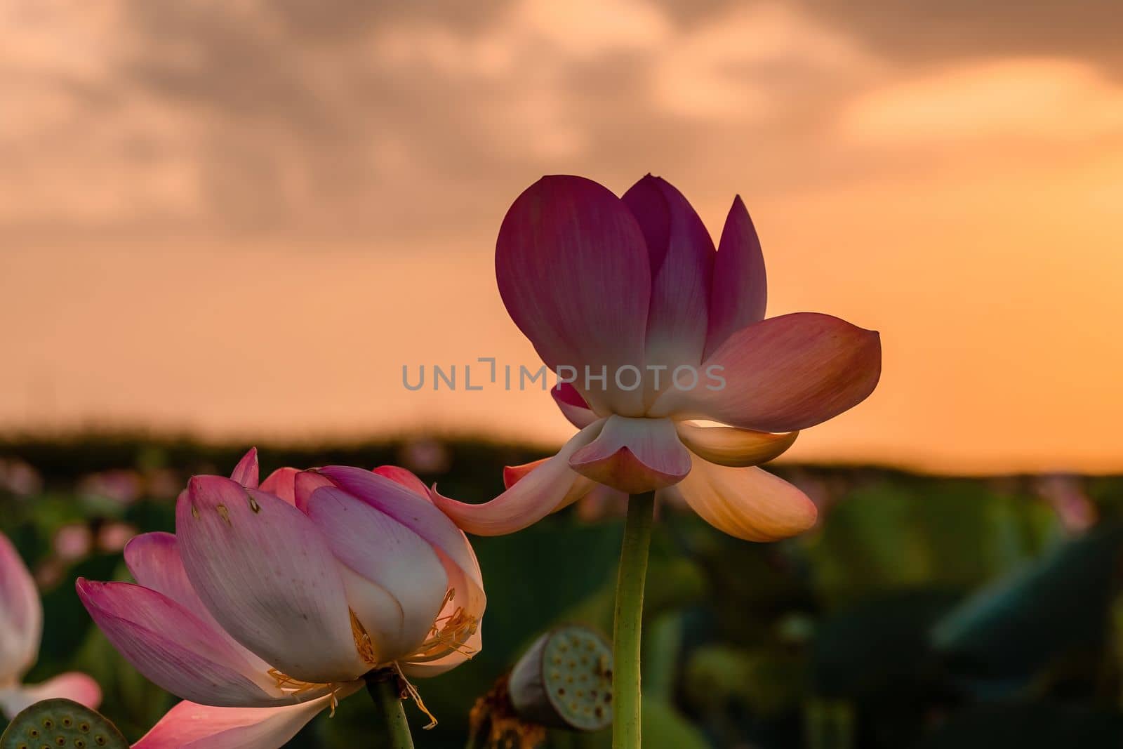 Sunrise in the field of lotuses, Pink lotus Nelumbo nucifera sways in the wind. Against the background of their green leaves. Lotus field on the lake in natural environment