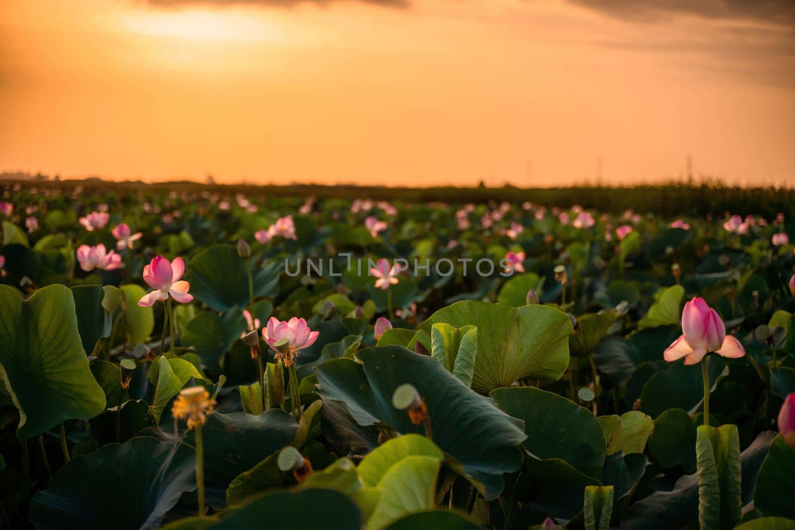 Sunrise in the field of lotuses, Pink lotus Nelumbo nucifera sways in the wind. Against the background of their green leaves. Lotus field on the lake in natural environment