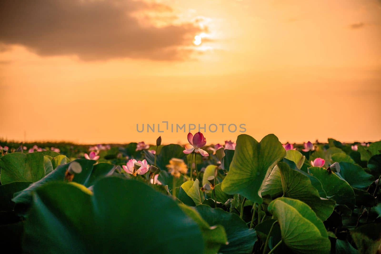 Sunrise in the field of lotuses, Pink lotus Nelumbo nucifera sways in the wind. Against the background of their green leaves. Lotus field on the lake in natural environment