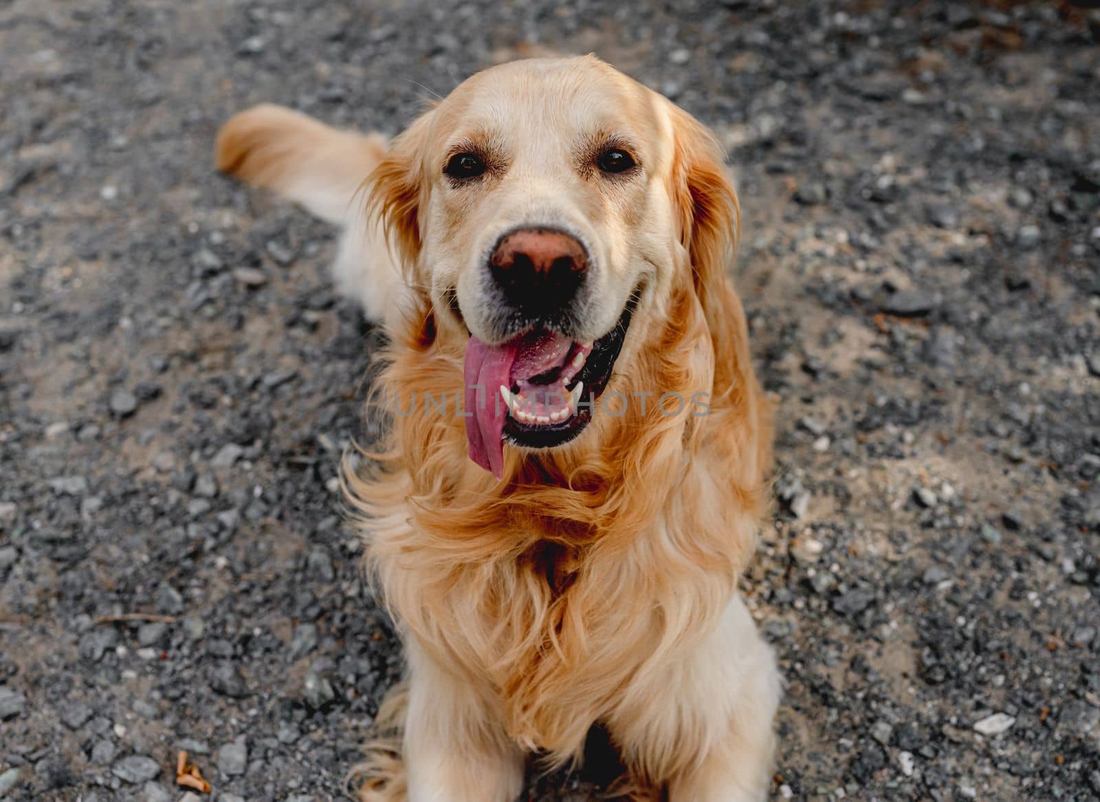 Golden retriever dog lies and waiting for the owner near the store with tonque out and looking back. Purebred pet doggy labrador outdoors at city