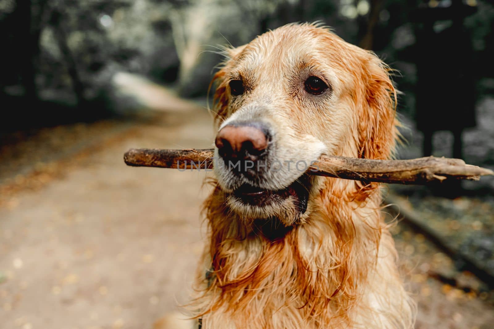 Cute golden retriever dog running with stick in mouth outdoors