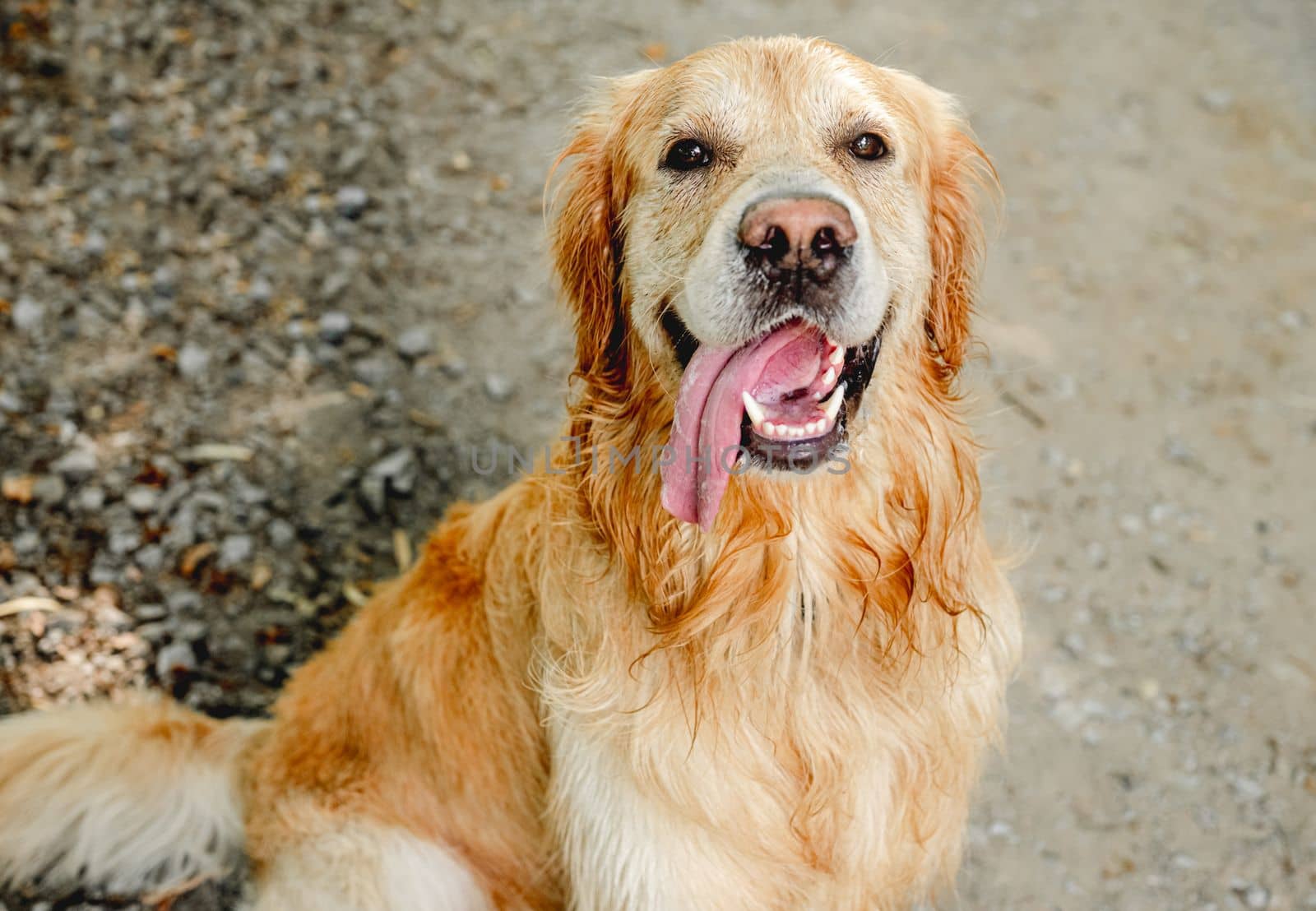 Golden retriever dog resting in grass outdoors. Purebred doggy pet labrador lying in nature with tonque out
