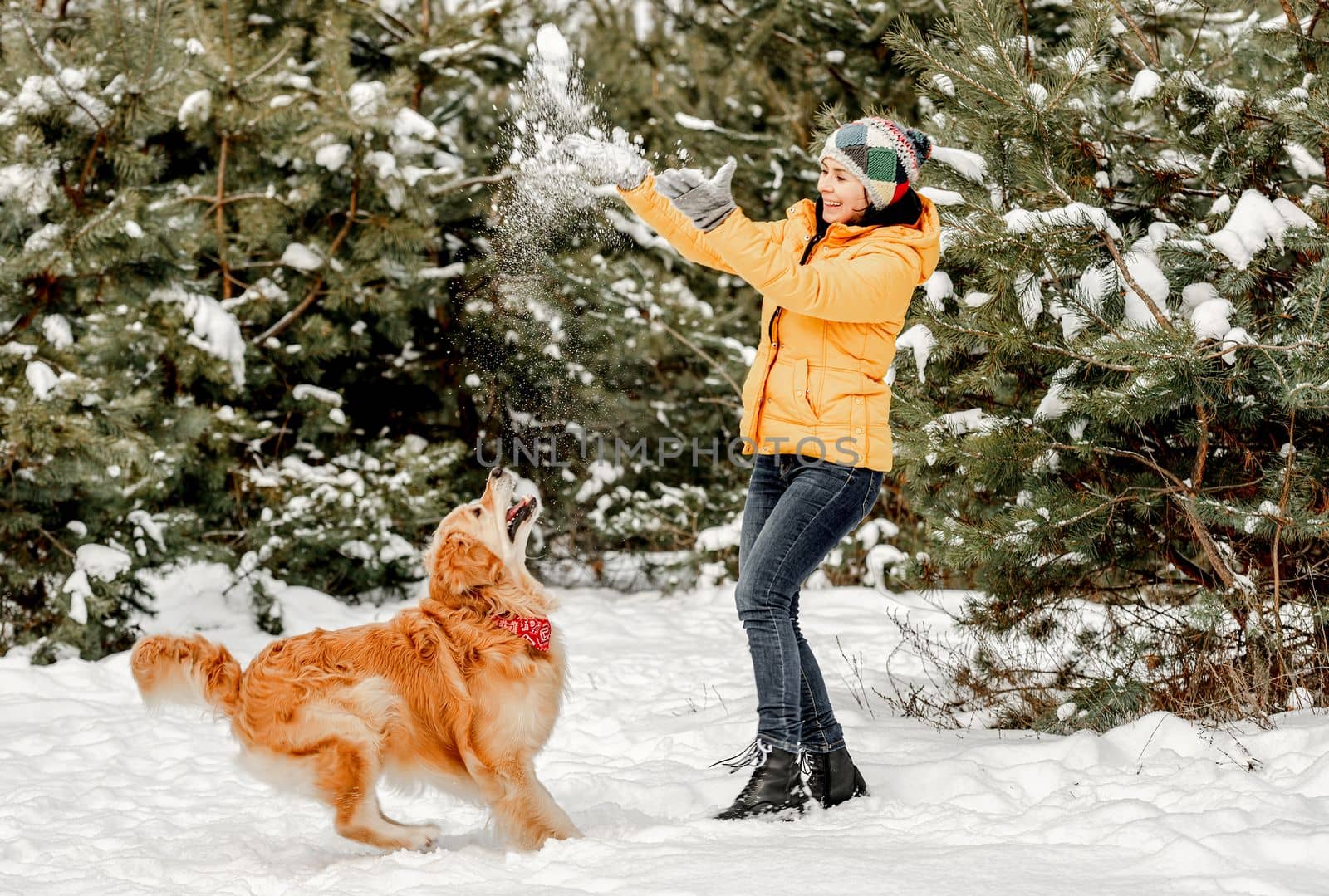 Golden retriever dog in winter time playing with girl owner in snow. Young woman walking with doggy pet in forest in cold weather