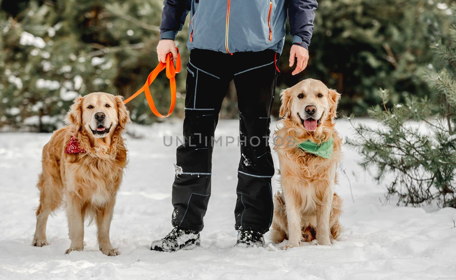 Golden retriever dogs in winter time by tan4ikk1