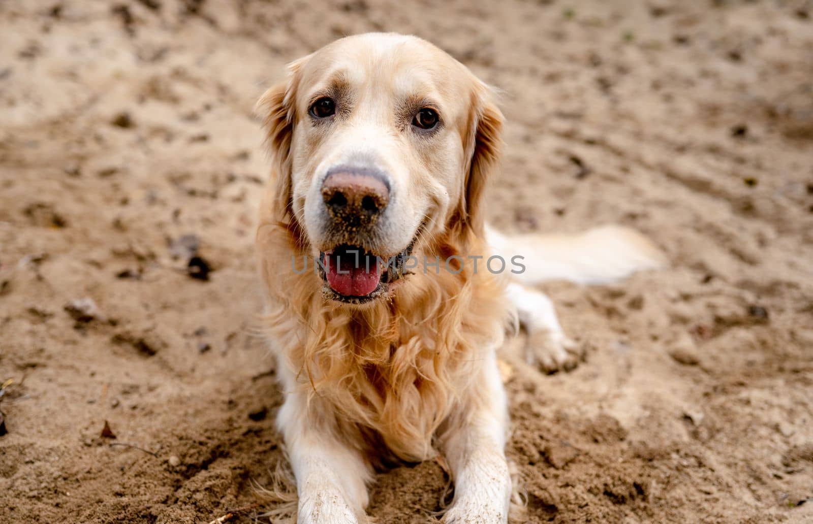 Golden retriever dog resting in grass outdoors. Purebred doggy pet labrador lying in nature with tonque out