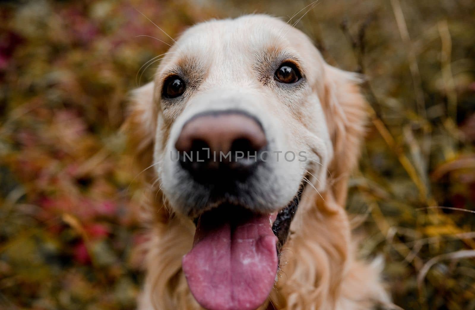 Golden retriever dog resting in grass outdoors. Purebred doggy pet labrador lying in nature with tonque out