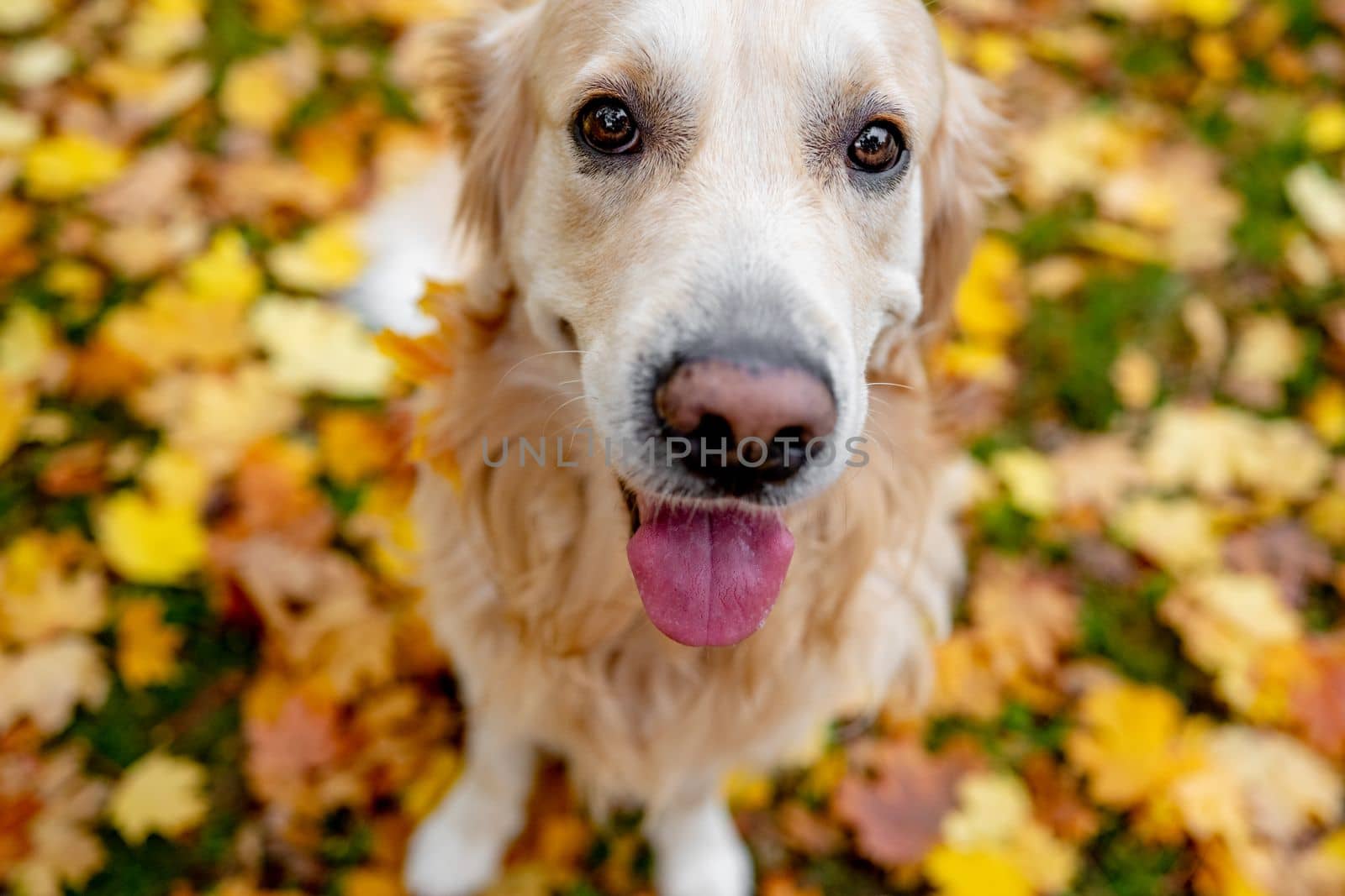 Golden retriever dog resting in autumn Park. Purebred doggy pet labrador lying in nature with tonque out