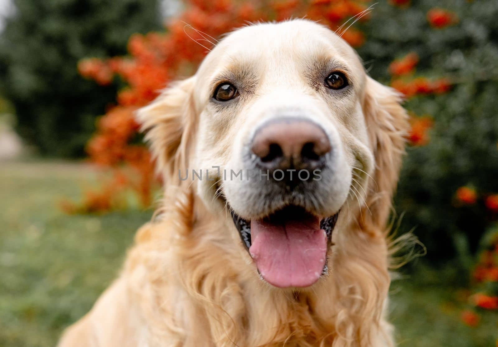 Golden retriever dog resting in grass outdoors. Purebred doggy pet labrador lying in nature with tonque out