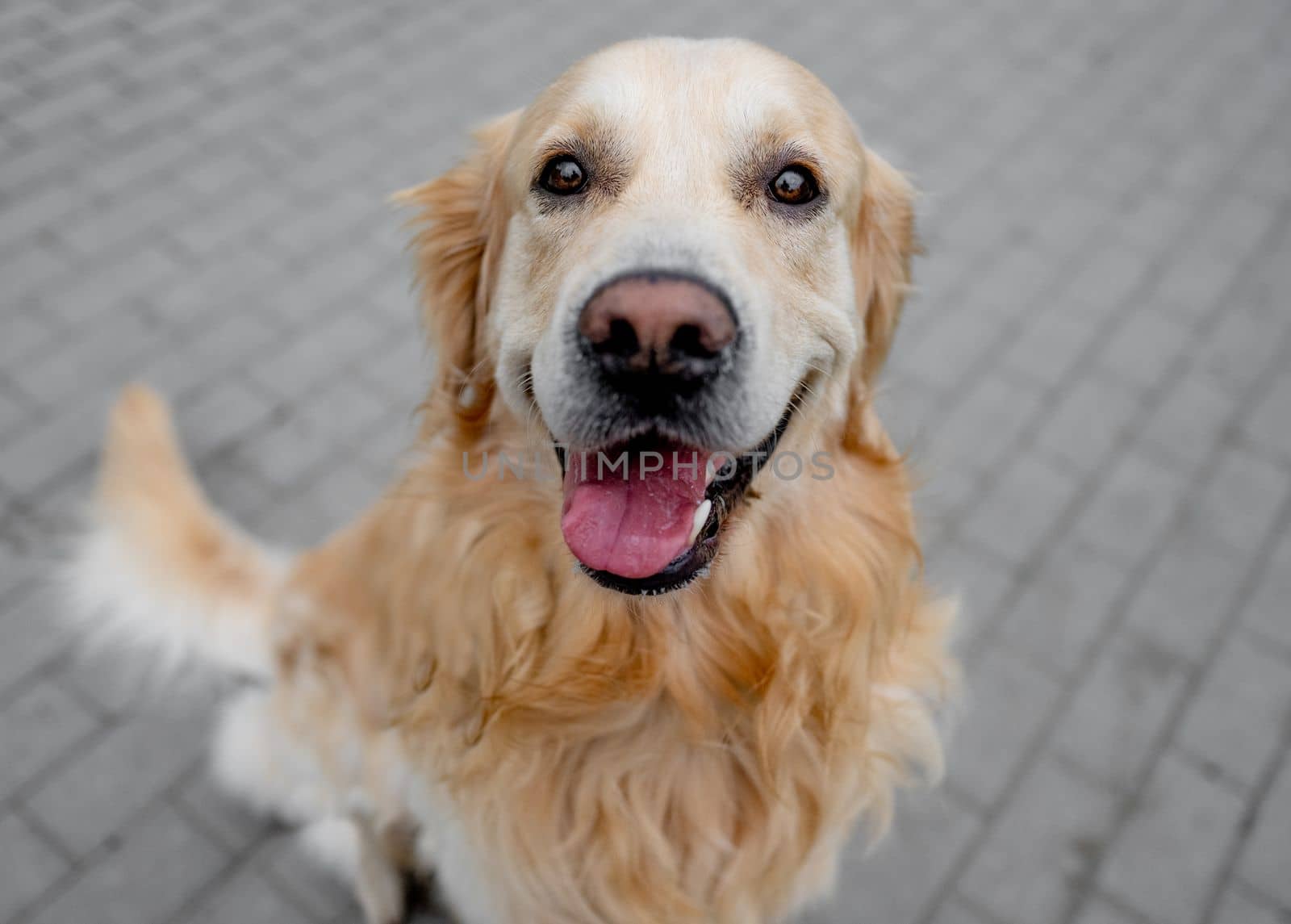 Golden retriever dog sitting at street and looking back. Purebred pet doggy labrador outdoors at city with green grass