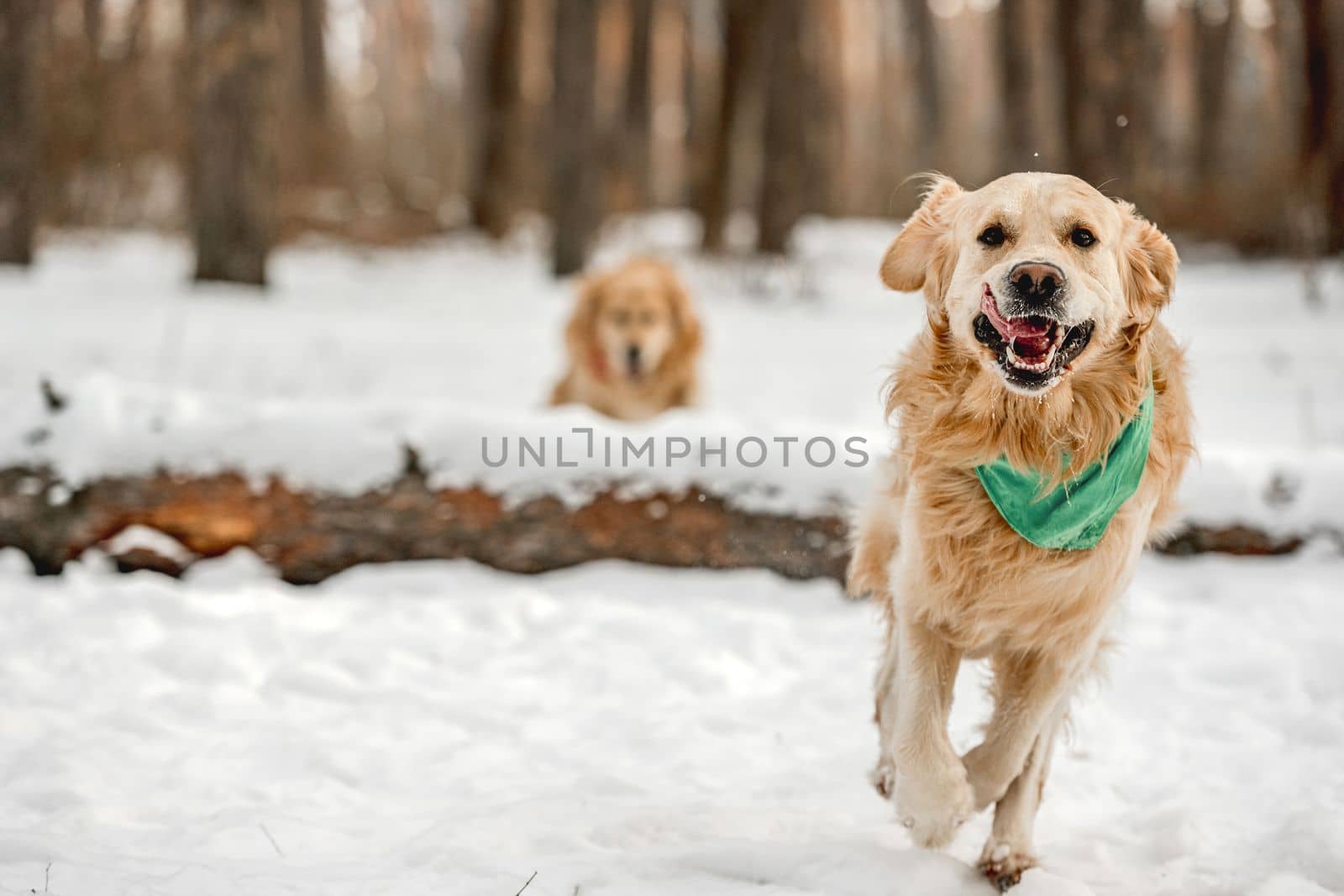 Golden retriever dogs running in winter time in snow playing with each other. Adorable purebred doggy pet labradors in cold weather at nature together