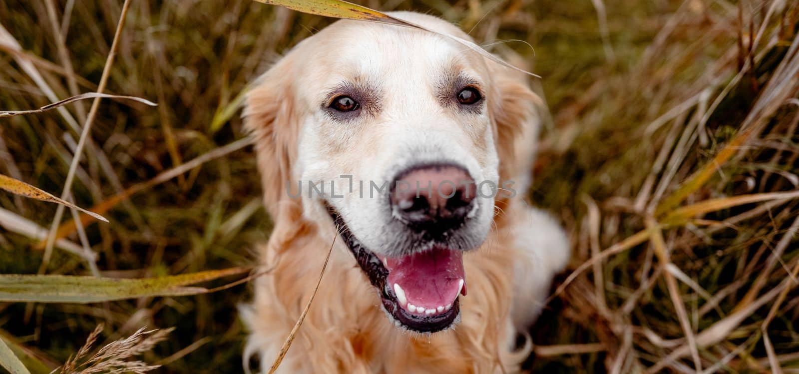 Golden retriever dog resting in grass outdoors. Purebred doggy pet labrador lying in nature with tonque out