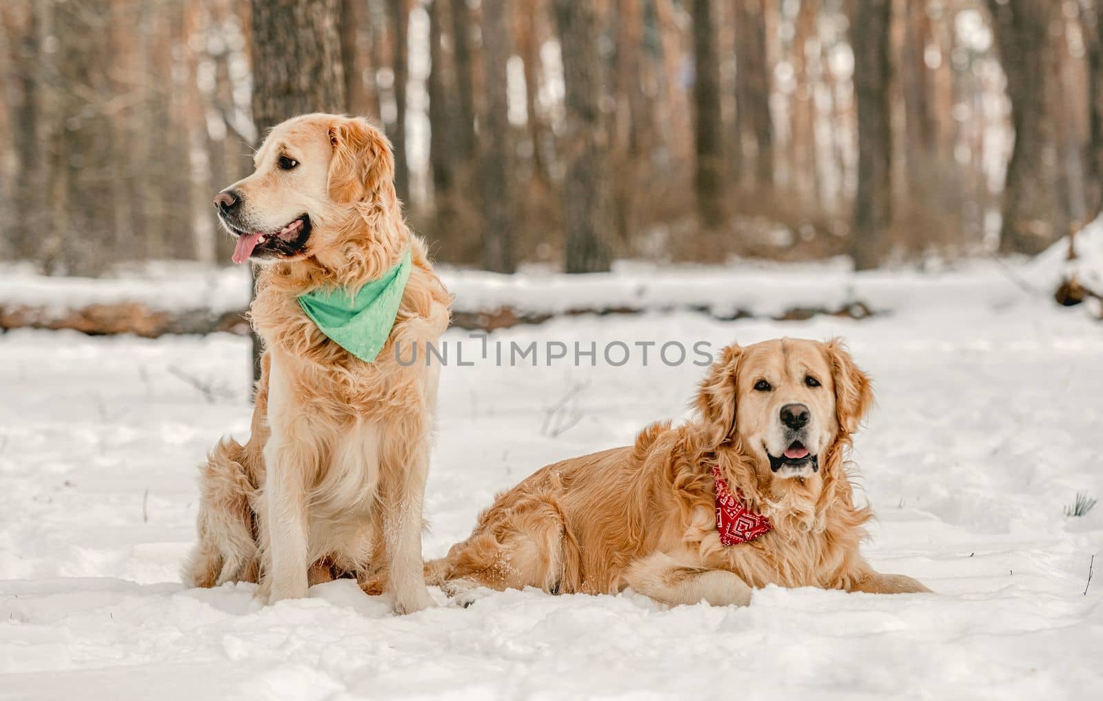 Golden retriever dogs sitting in winter time in snow and enjoying walk together. Adorable purebred doggy pet labradors in cold weather at nature