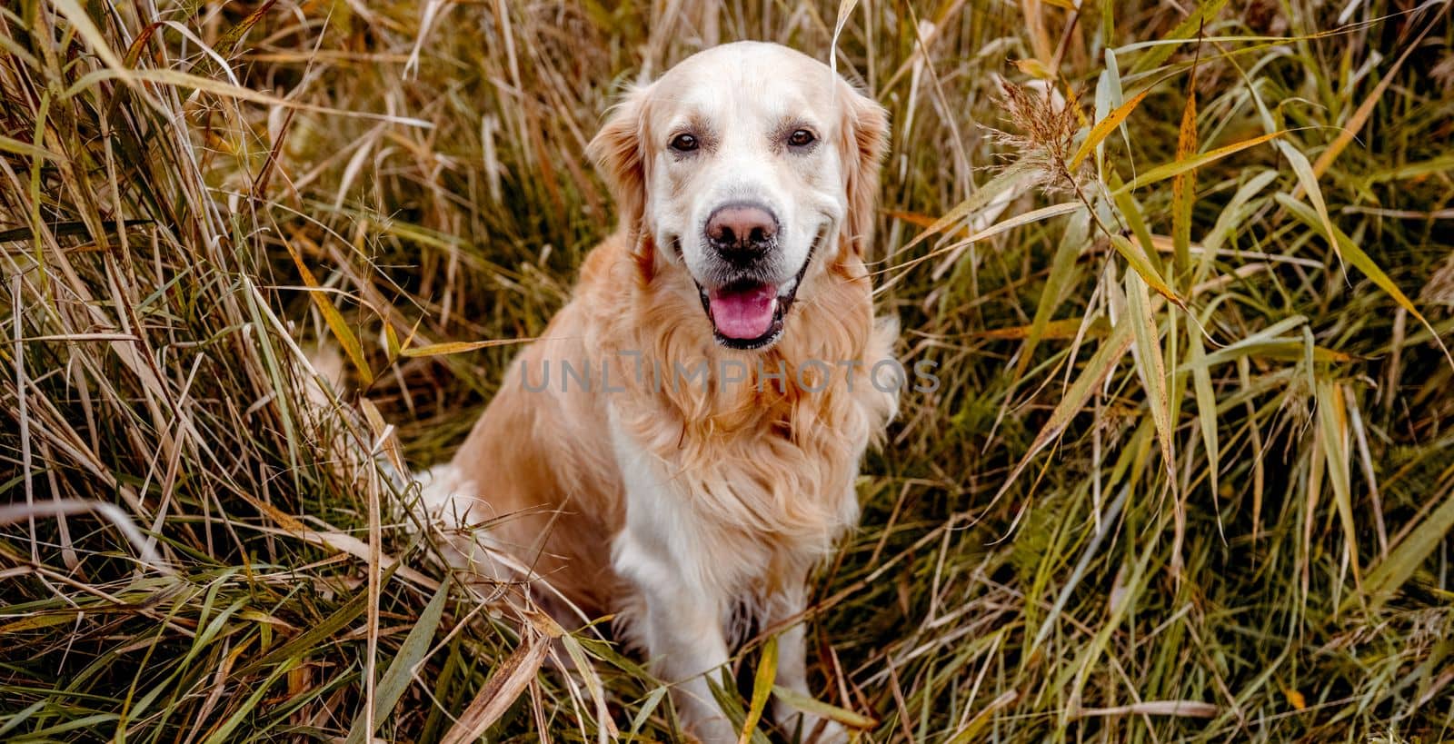 Golden retriever dog resting in grass outdoors. Purebred doggy pet labrador lying in nature with tonque out