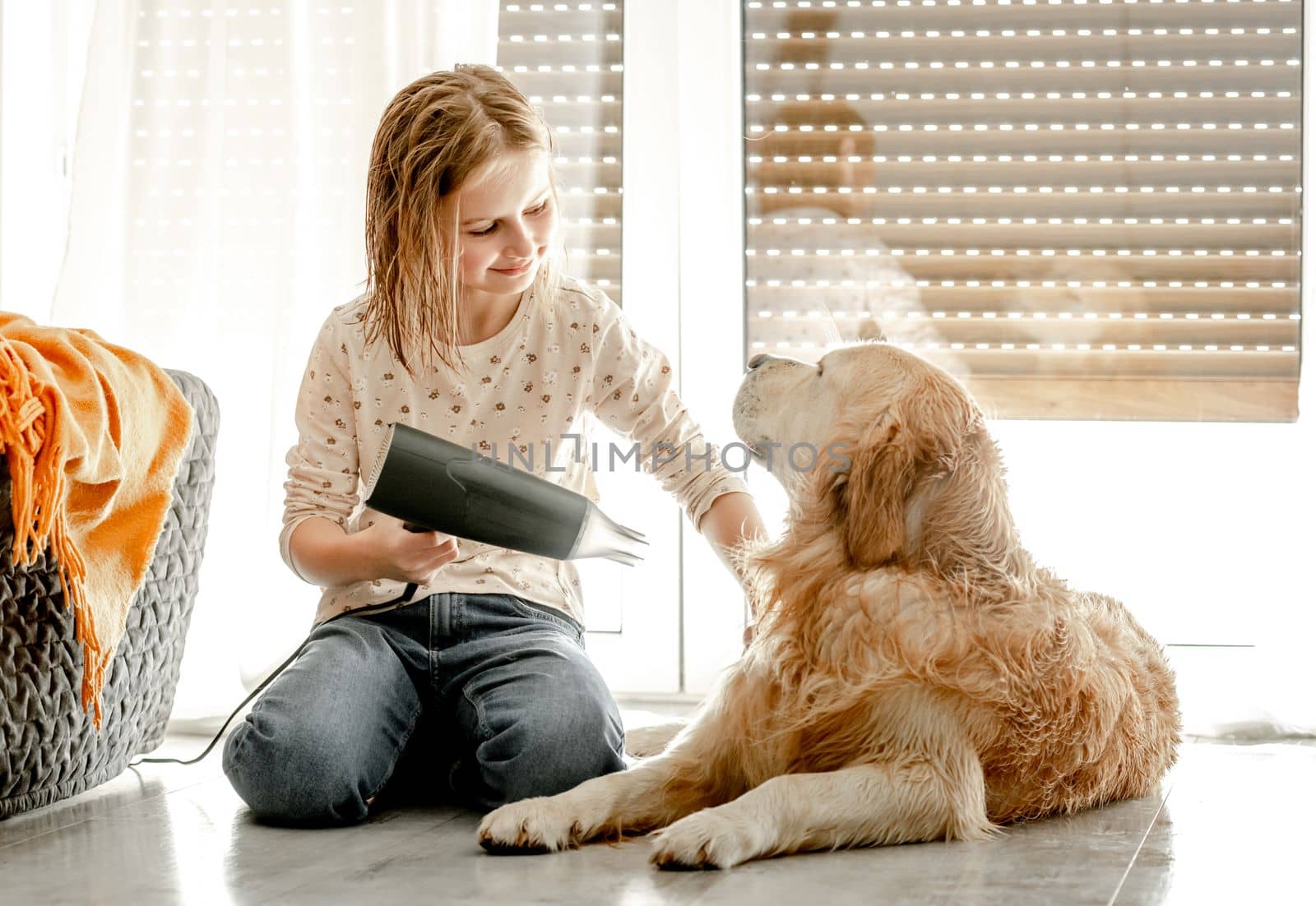 Preteen girl dries golden retriever dog wet hair with dryer after shower on floor. Pretty child kid cares about pet labrador friend indoors after bath