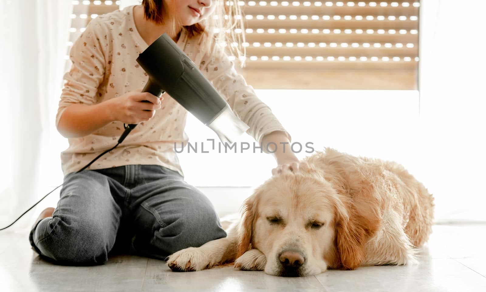 Preteen girl dries golden retriever dog wet hair with dryer after shower on floor. Pretty child kid cares about pet labrador friend indoors after bath