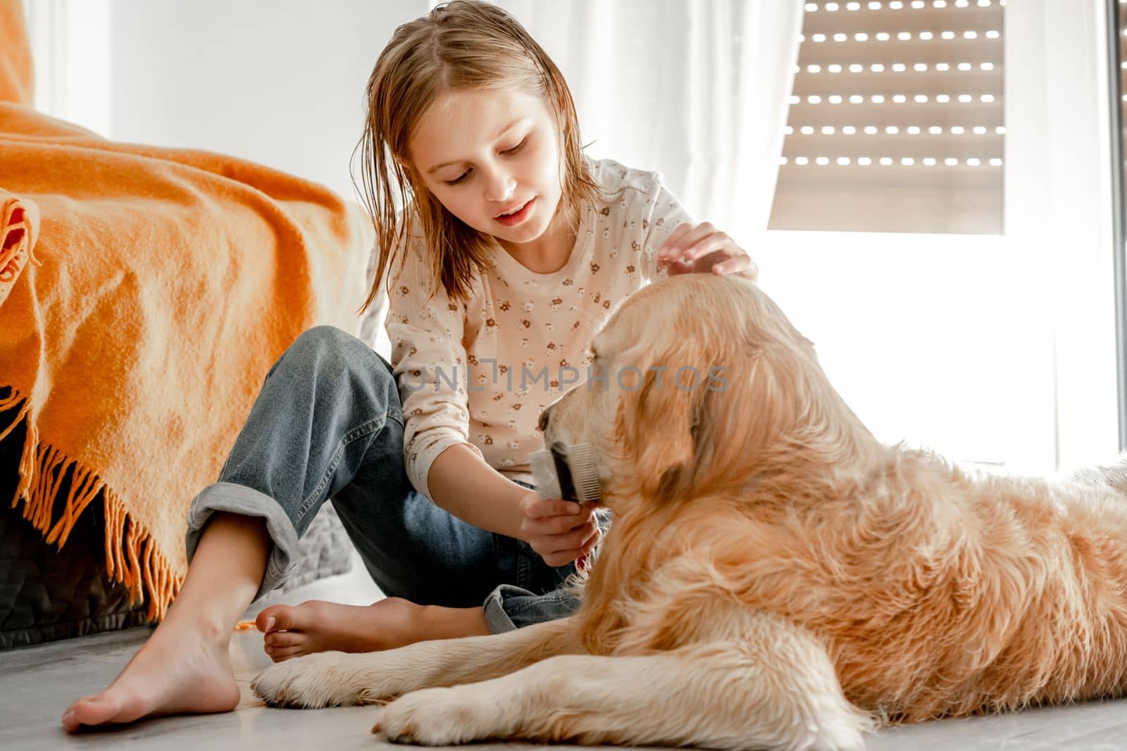 Preteen girl brushes golden retriever dog wet hair after shower and cleaning procedures at home. Pretty child kid with pet labrador friend indoors