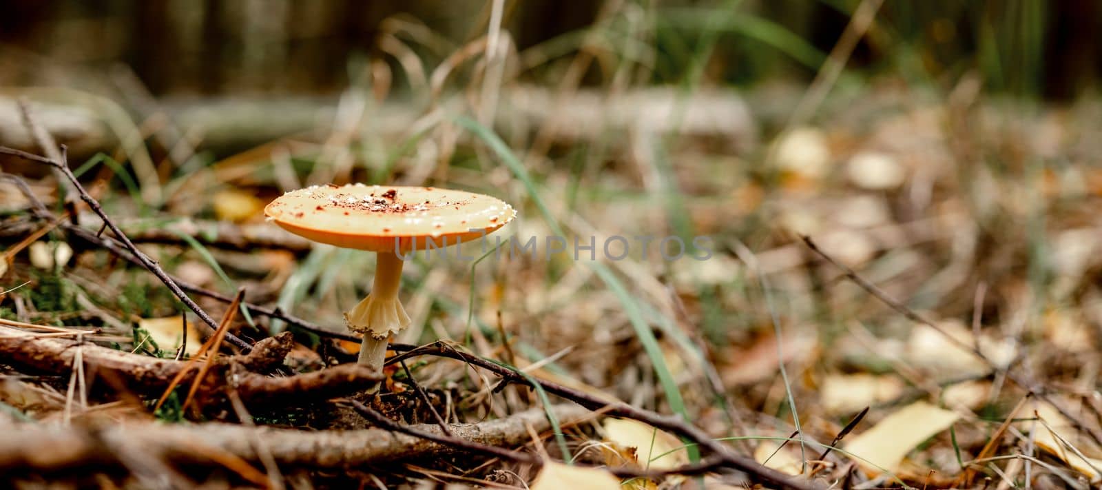 Forest mushrooms in the grass. Inedible mushrooms in the forest