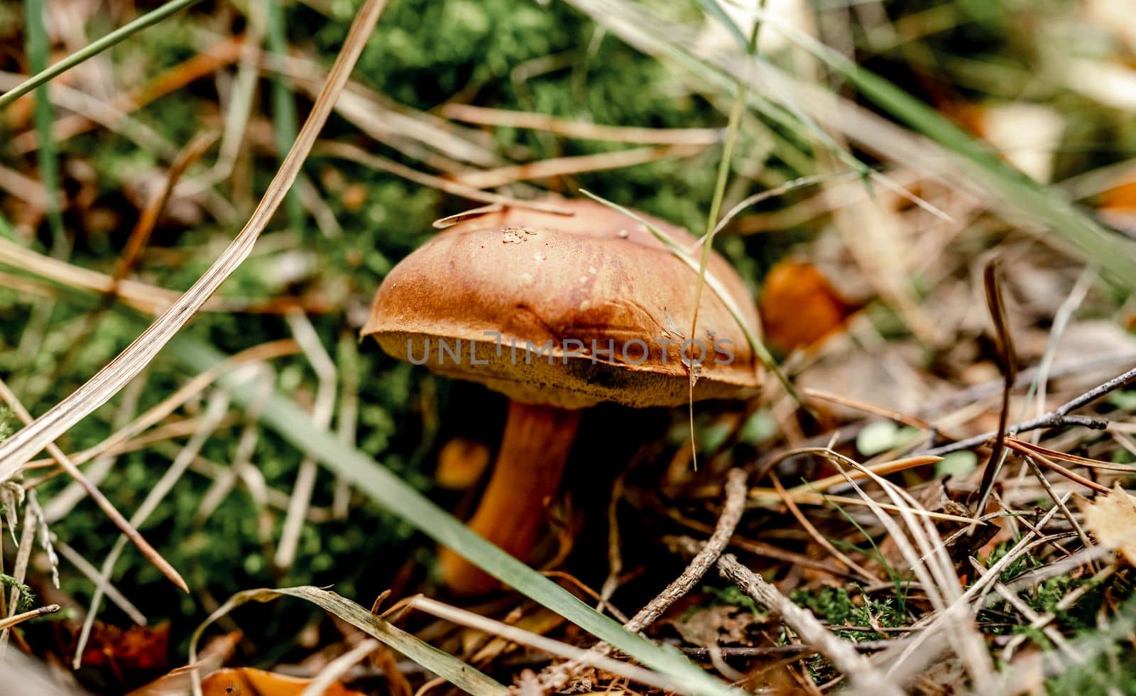 Boletus Edulis Mushrooms on Wood in Poland