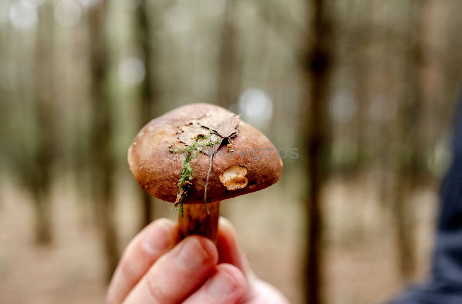 Boletus Edulis Mushroom in hand on the background of autumn forest