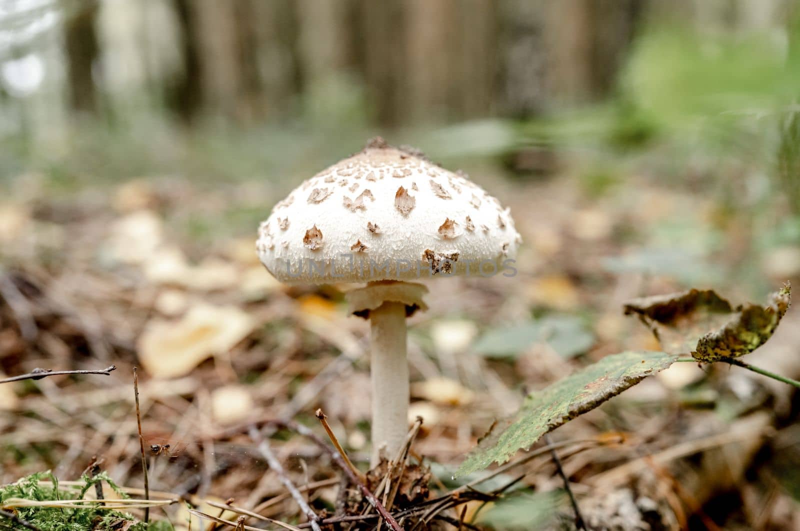 Forest mushrooms in the grass. Inedible mushrooms in the forest
