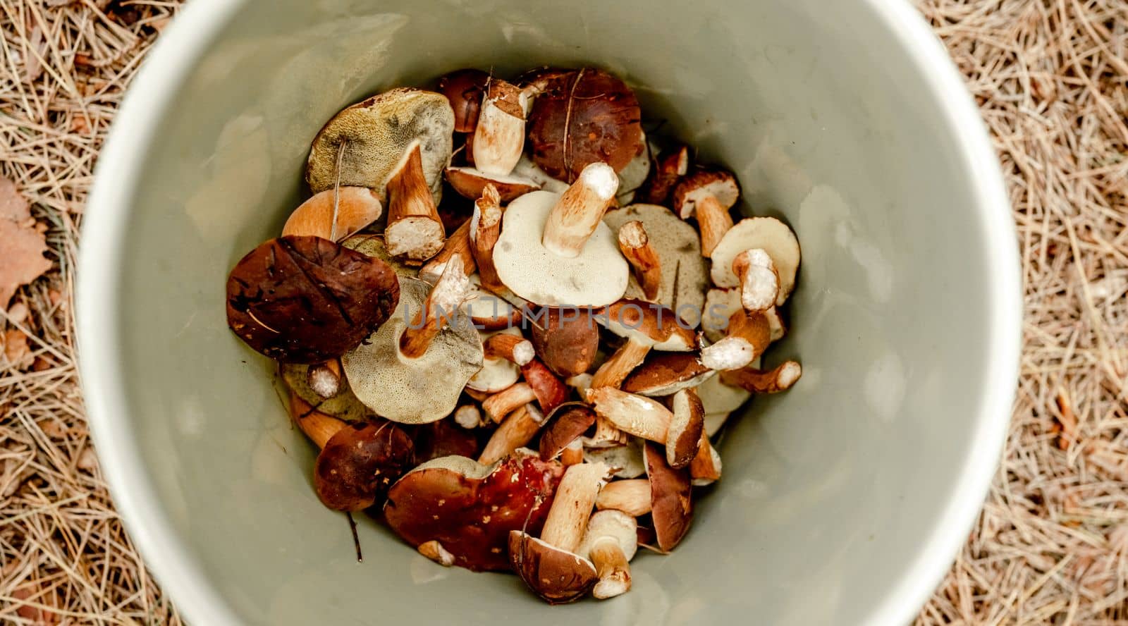 Mushrooms season. Bucket with Boletus edulis in the forest.
