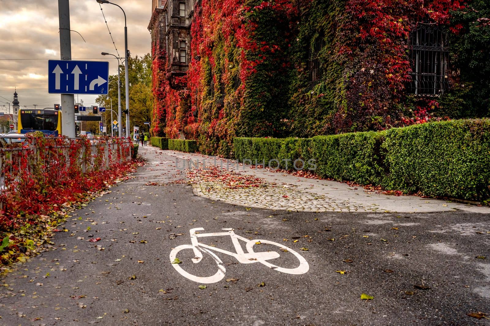 Road for bicycle in autumn with white line and yellow fallen leafs on the road