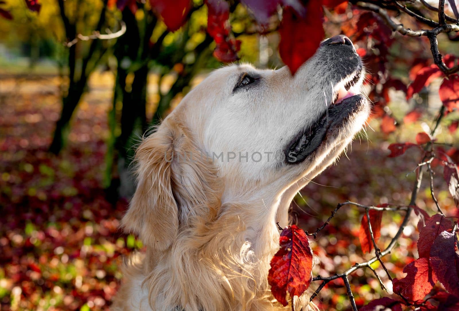 Golden retriever dog resting in autumn Park. Purebred doggy pet labrador lying in nature with tonque out