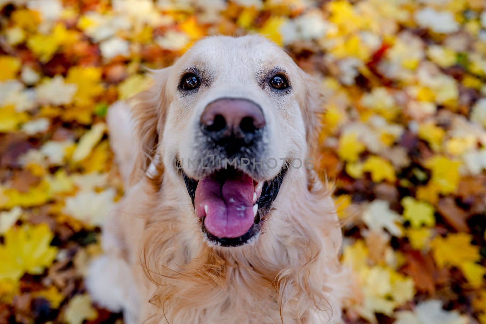 Golden retriever dog resting in autumn Park. Purebred doggy pet labrador lying in nature with tonque out