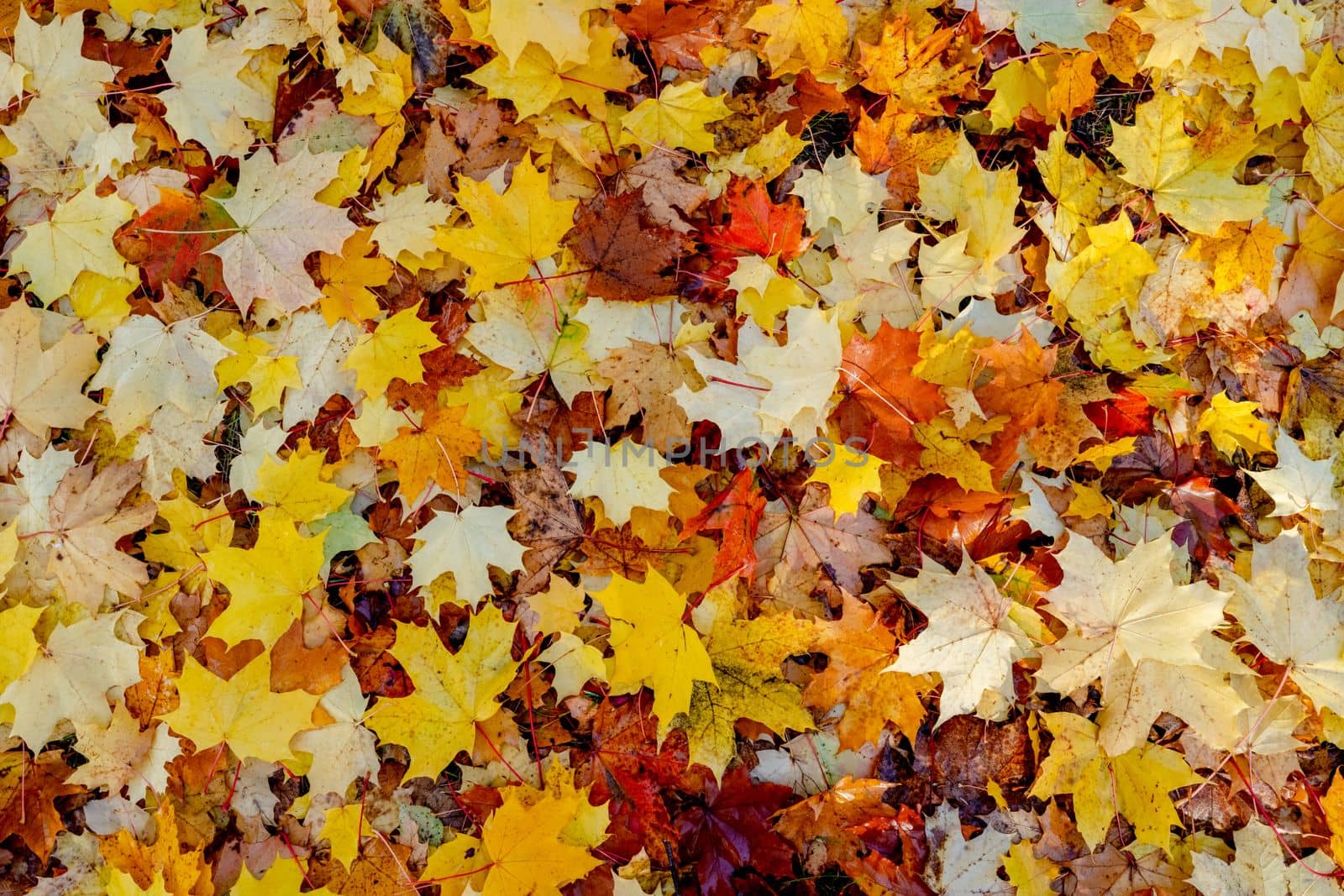 Red and Orange Autumn Leaves Background